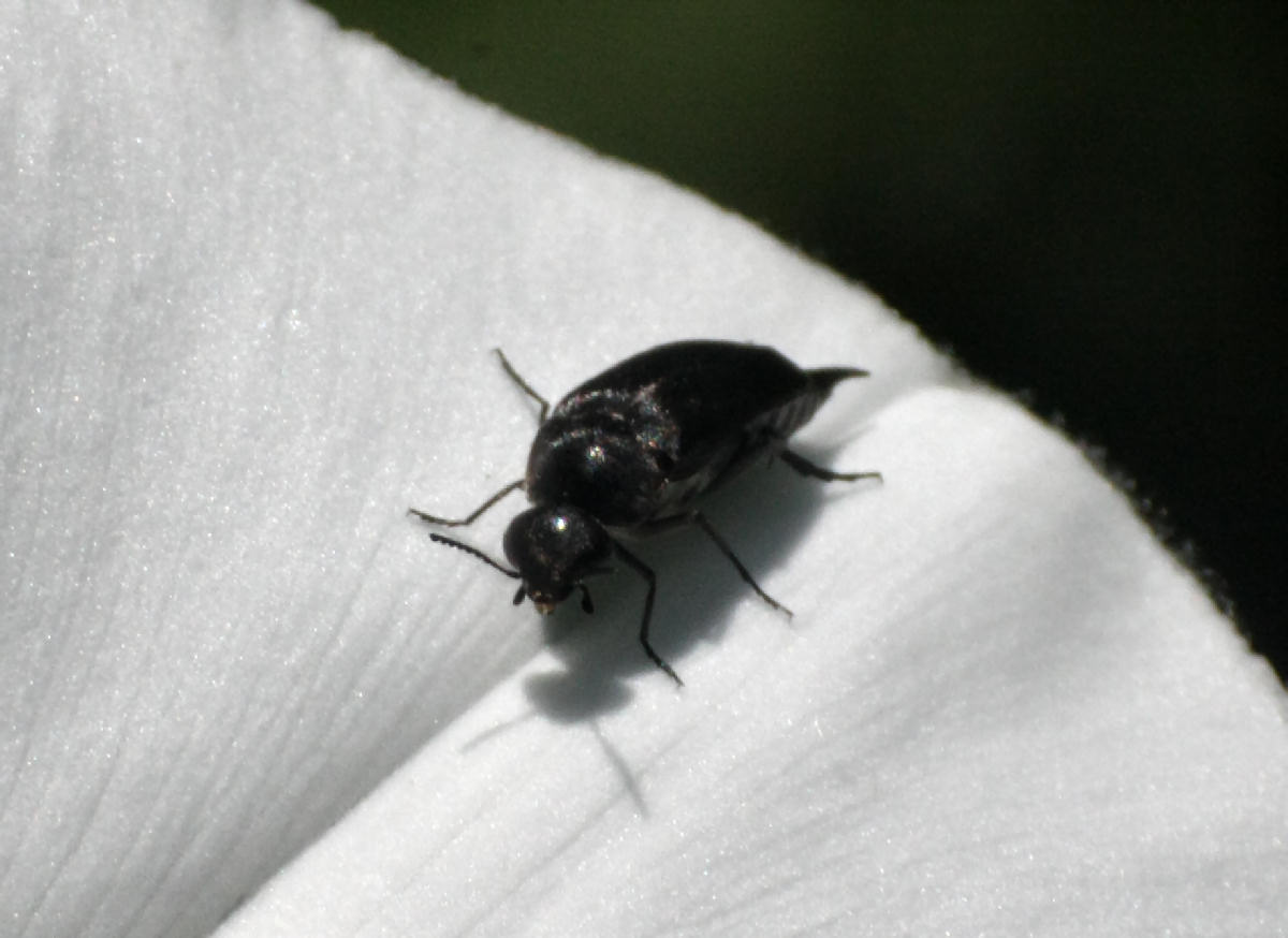 piccolo coleottero da identificare: Mordella sp.?